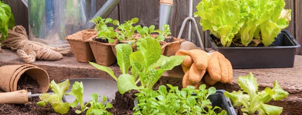 20 важливих справ у саду та городі на березень