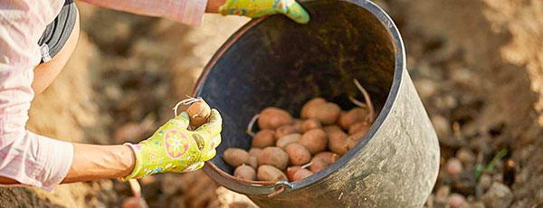 8 секретов отличного урожая картофеля - GradinaMax 8 секретов отличного урожая картофеля