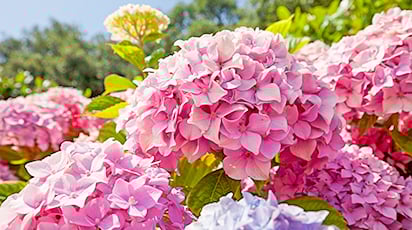 Багатоликі гортензії: основні види, посадка і догляд