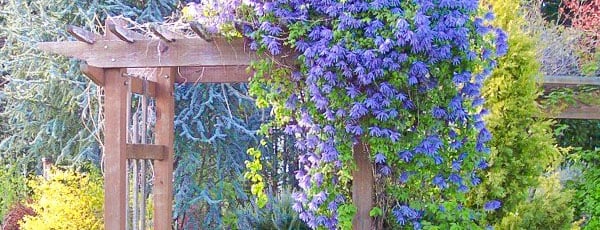 Многолетние лианы для вашего сада: 7 цветущих растений