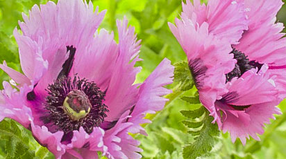 Багаторічний східний мак - огляд нових сортів