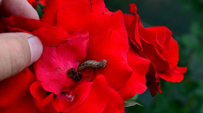 Как избавиться от гусениц на розах