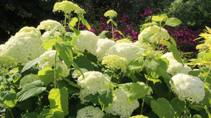 Как отличить гортензию древовидную от крупнолистной