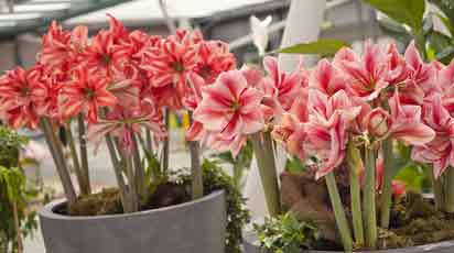 Как правильно ухаживать за амариллисом
