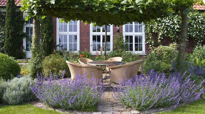 Укрываем лаванду на зиму правильно