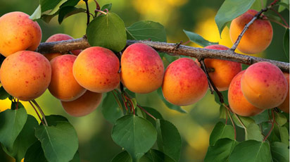 Когда плодоносит абрикос из косточки