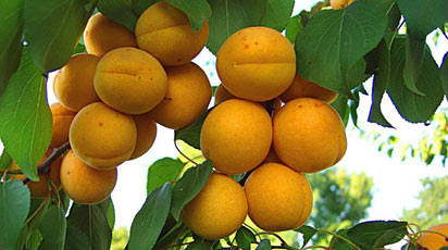 Когда плодоносит абрикос после посадки