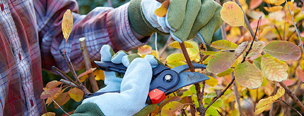 Чек-лист по роботі в саду й на городі в жовтні - GradinaMax Чек-лист по роботі в саду й на городі в жовтні
