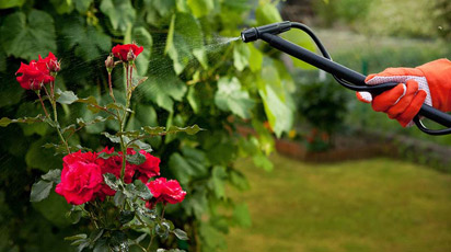 Чем подкормить розы весной, чтобы цвели долго и пышно