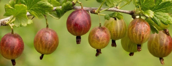 Чем удобрять кустарники весной, чтобы летом получить хороший урожай