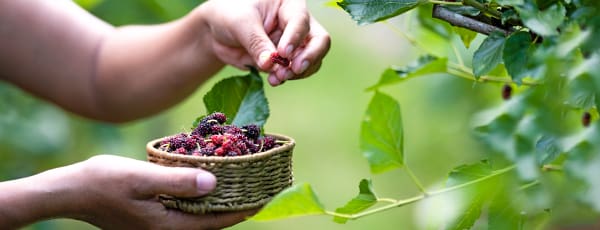 Чудо-дерево шелковица: 10 причин посадить в своем саду