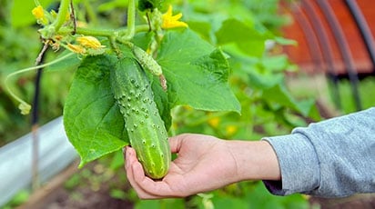 10 секретов отменного урожая огурцов