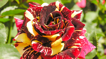 Які сорти троянд вибрати початківцю