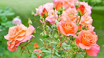 Подготовка роз к зиме: 13 важных шагов