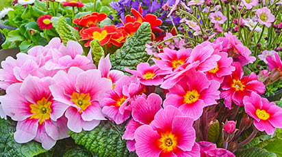 7 невимогливих багаторічників для клумби та саду