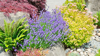 7 рослин, які відлякують слимаків та равликів