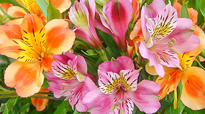 Альстромерія – лілія інків: посадка і догляд