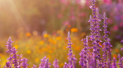 Пахуча аптека з пряних трав на присадибній ділянці