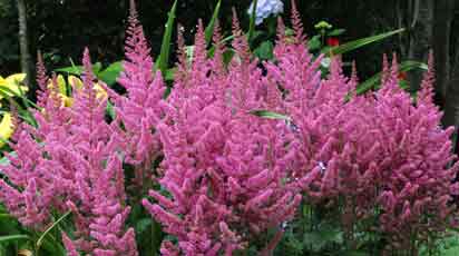 Астильба: посадка, догляд, вирощування