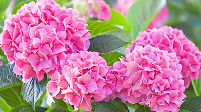 Гортензії до зими - як гарантовано зберегти красуню - GradinaMax Гортензії до зими - як гарантовано зберегти красуню