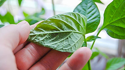 Хвороби та шкідники розсади - як швидко подолати підступних ворогів? - GradinaMax Хвороби та шкідники розсади - як швидко подолати підступних ворогів?