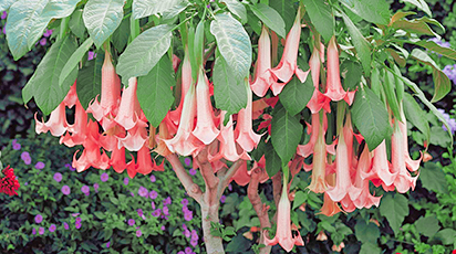 Вирощуємо казково красиву бругмансію з насіння