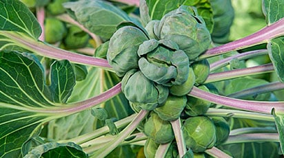 Брюссельская капуста: от посева до уборки урожая
