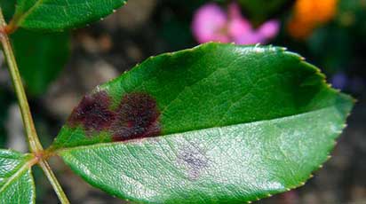 Чем лечить черные пятна на розах и листьях