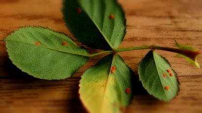 Чем обработать ржавчину на розах