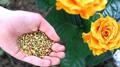 Як правильно підживлювати троянди в серпні