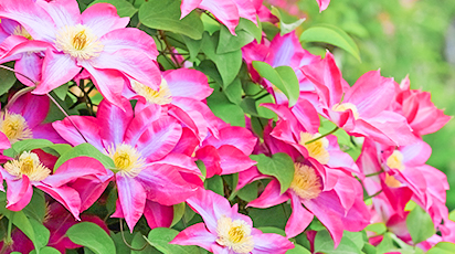 Осенняя подкормка клематиса для пышного цветения в саду