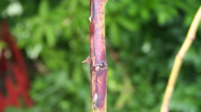 Что делать, если розы чернеют