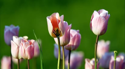 Що робити з тюльпанами, коли вони відцвіли