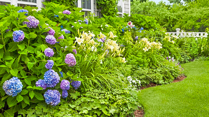 Що посадити поруч з гортензією, щоб підкреслити її красу - GradinaMax Що посадити поруч з гортензією, щоб підкреслити її красу