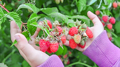 Что такое малиновое дерево и как его вырастить