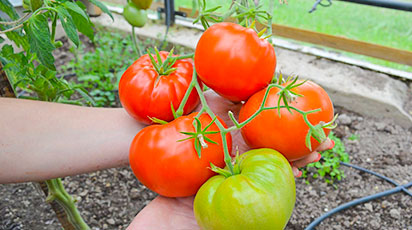 Что значит штамбовые томаты