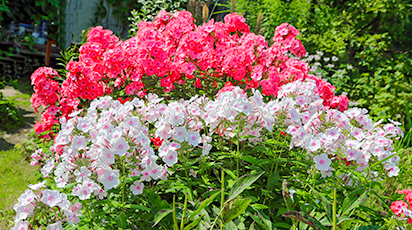 Щоб флокси не померзли: поради досвідчених садівників - GradinaMax Щоб флокси не померзли: поради досвідчених садівників