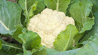 Цветная капуста: секреты посадки и ухода