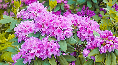 Як правильно закислювати ґрунт для хвойних, гортензій та вересів - GradinaMax Як правильно закислювати ґрунт для хвойних, гортензій та вересів