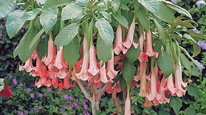 Екзотична бругмансія - опис, тонкощі посадки та догляду