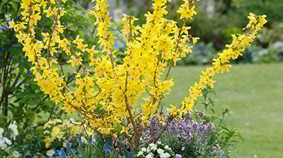 Форзиція: посадка та догляд за королевою весняного саду