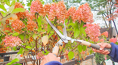 Гортензія: секрети та особливості осінньої обрізки - GradinaMax Гортензія: секрети та особливості осінньої обрізки