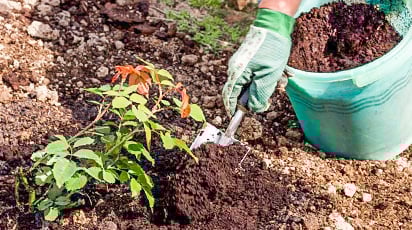 Готуємо троянди до зими: детальний план робіт