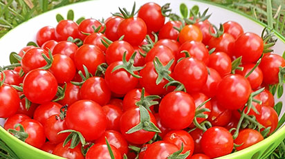 Готуємося до прибуття розсади - GradinaMax Готуємося до прибуття розсади