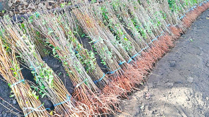 Правила зберігання саджанців взимку в прикопі - GradinaMax Правила зберігання саджанців взимку в прикопі