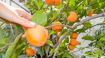 Основные правила посадки и ухода за хурмой