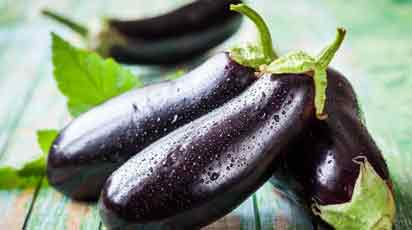 Інструкція по вирощуванню баклажанів: від вибору насіння до висадки