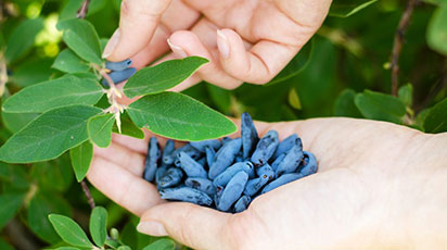 Съедобная жимолость: правильная посадка и уход