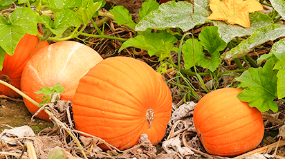 Как быть, если тыква не плодоносит? - GradinaMax Как быть, если тыква не плодоносит?