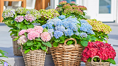 Як зберігати крупнолисту гортензію в підвалі взимку - GradinaMax Як зберігати крупнолисту гортензію в підвалі взимку